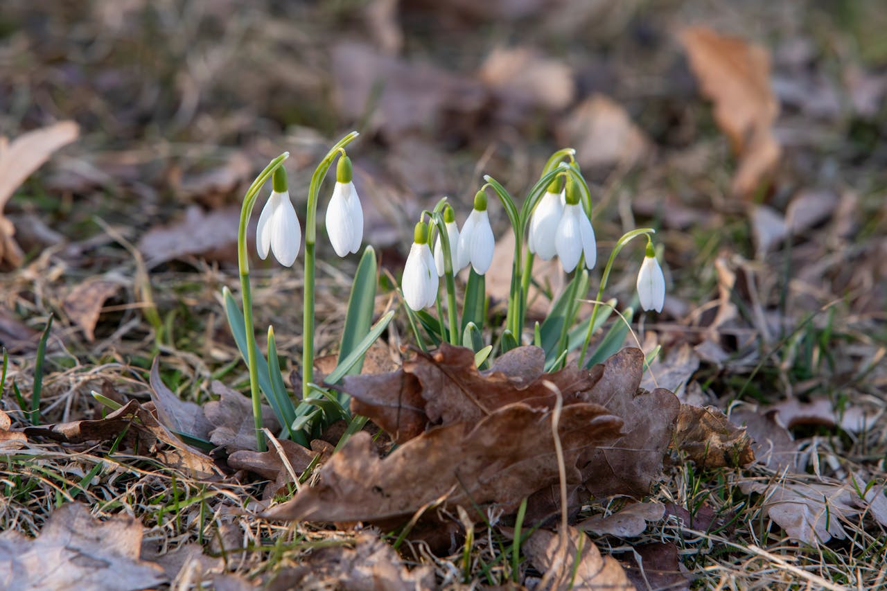 pexels erik karits 2093459 29707955